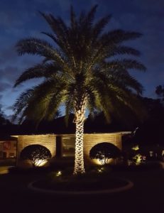 palm tree landscape lighting