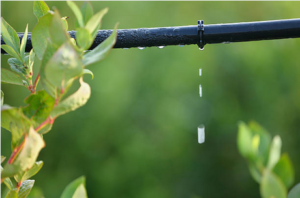 irrigation drip line